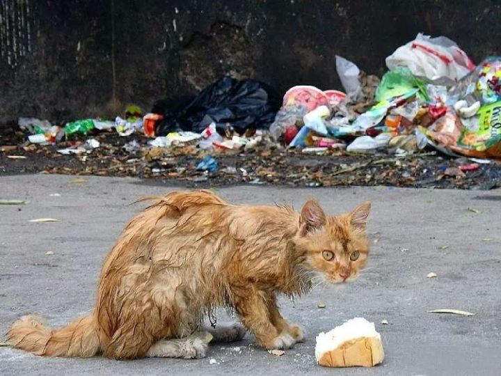 在冬天,十只流浪猫会有六只死掉.