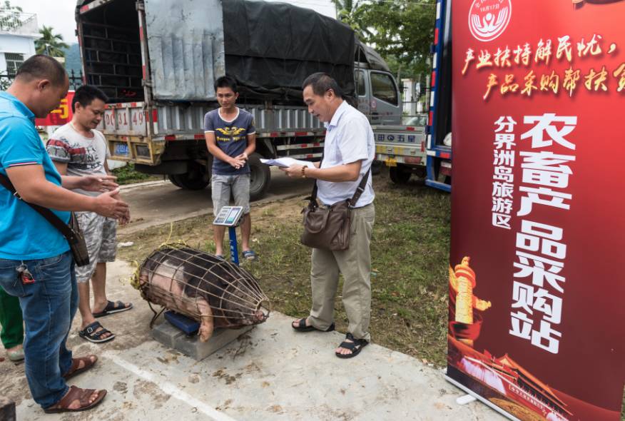 分界洲岛 在现场设立农畜产品采购站 采购贫困户的猪,鹅,鸡等家畜.