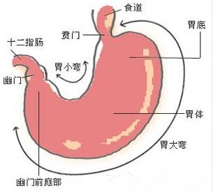 胃各部分名称