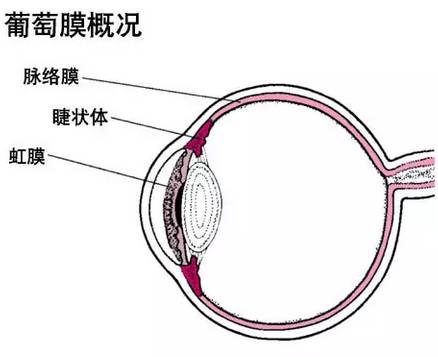 红眼病反复发作怎么办