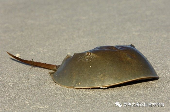 2,美洲鲎 limulus polyphemus1,蝎鲎carcinoscorpius rotundicauda鲎