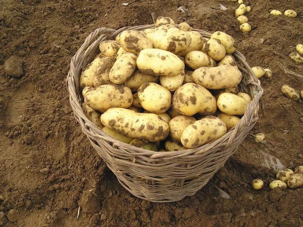 紫薯怎么保存 保存紫薯有妙招，教你好技巧，紫薯越放越甜，久放也不烂不长芽 | 说明书网