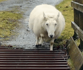 在西安,没有一只羊可以跑得出城墙