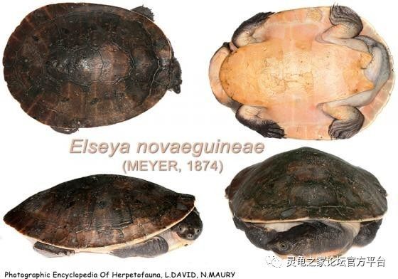 新几内亚癞颈龟