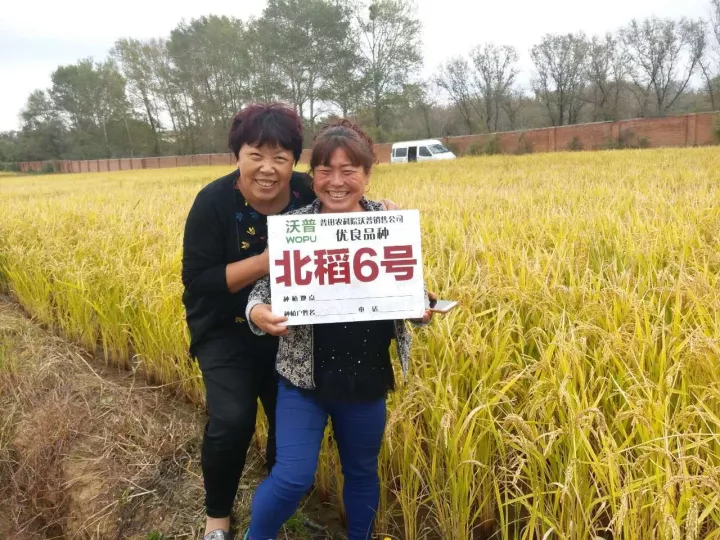 香稻圣祖香满龙江—北稻6