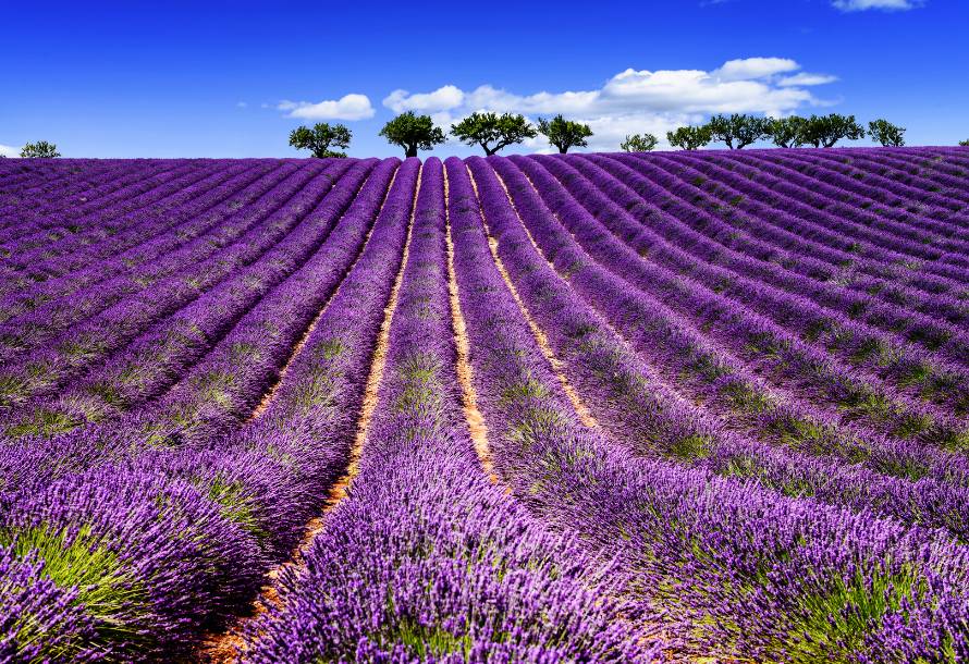 法国的普罗旺斯,这里有闻名于世的大片紫色薰衣草的迷人风景,还有流传