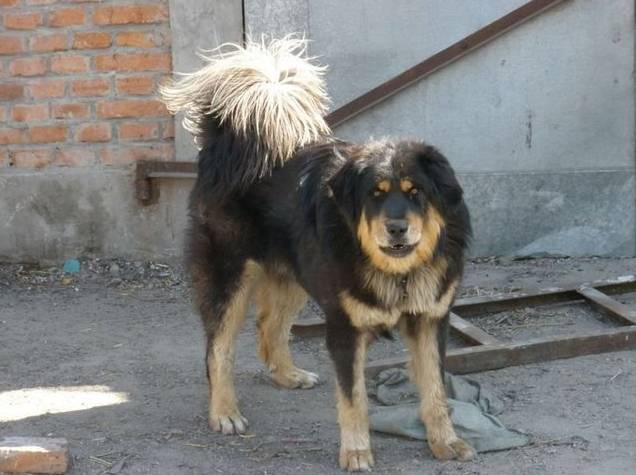 中国本土越来越罕见的犬种——蒙古獒