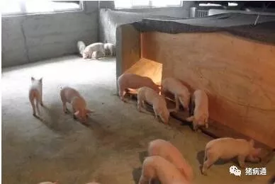 养猪场常用猪舍保温设备的选择及使用技巧