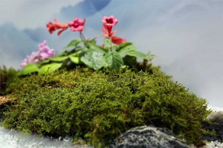 本次展览不仅有来自上海植物园,深圳仙湖植物园,上海辰山植物园,北京