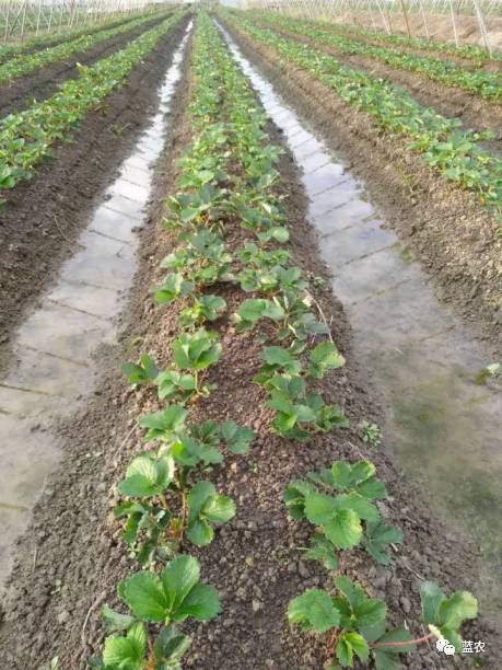 露天种植草莓没有搭地膜怎么办_草莓露天种植图片(3)