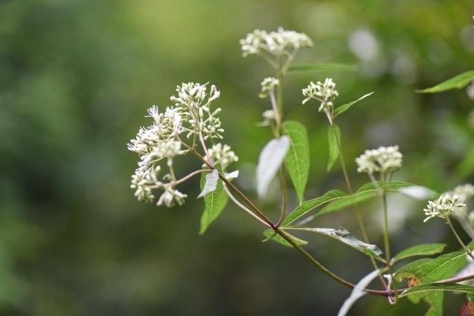 识花华泽兰