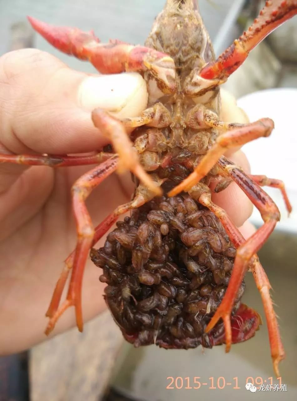 小龙虾抱卵量少的原因及预防