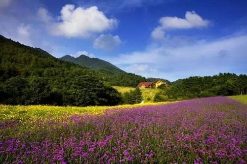 重庆最大国家级森林公园 ——巫溪红池坝国家森林公园