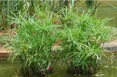 水竹怎么养 水竹的养殖方法和注意事项