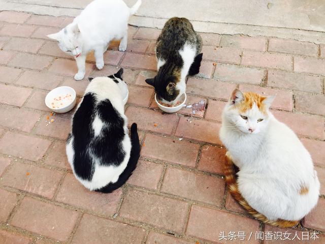 小区里的流浪猫嘴刁的连饺子和红肠都不吃,原来另有隐情