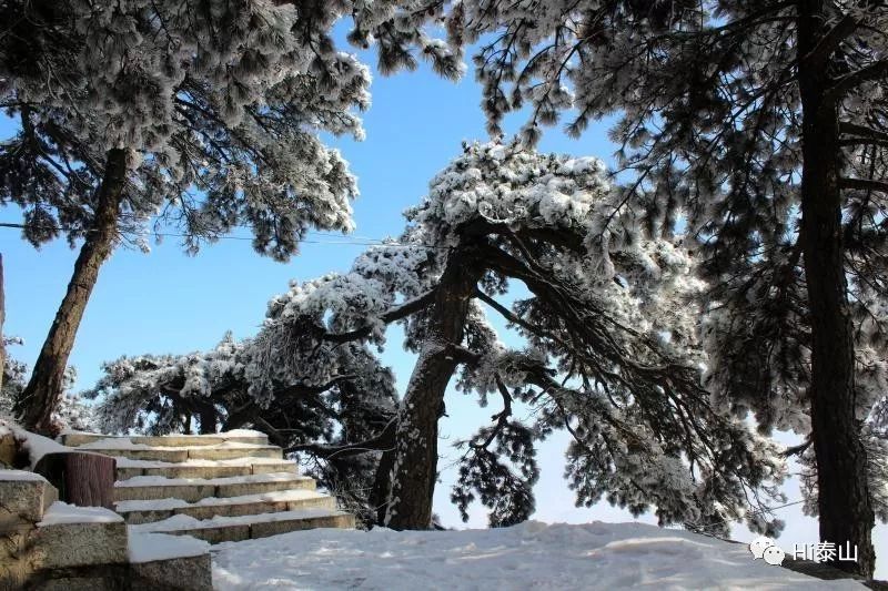 乐游|游泰山,青松相伴