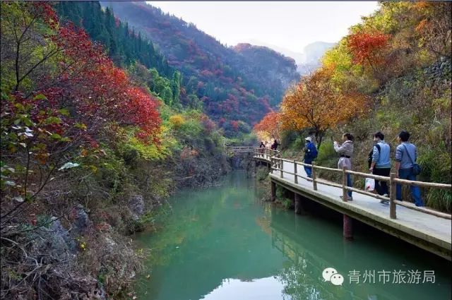 又到秋色撩人时,青州这五个地方的红叶美不胜收!