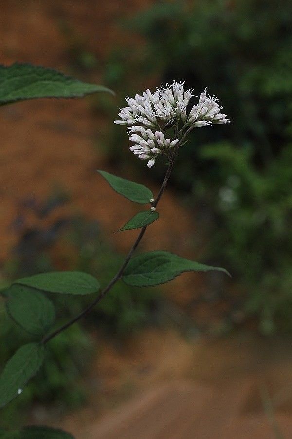 识花华泽兰