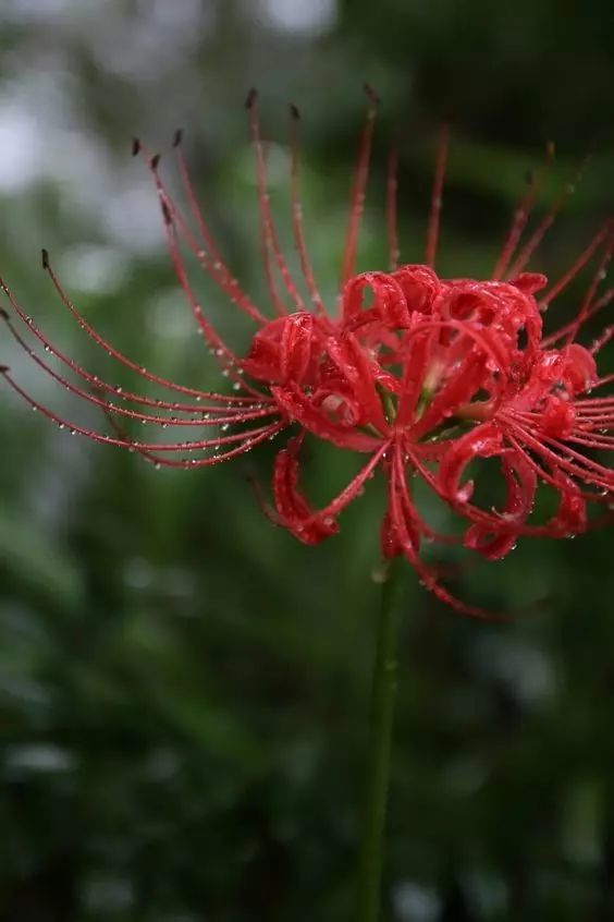 彼岸花(好美)