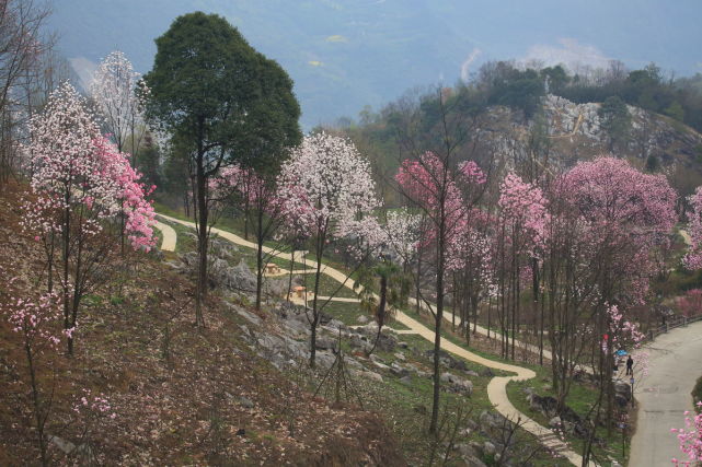 六,药王谷 aaaa 药王谷位于绵阳市北川羌族自治县与江油市接壤的药王