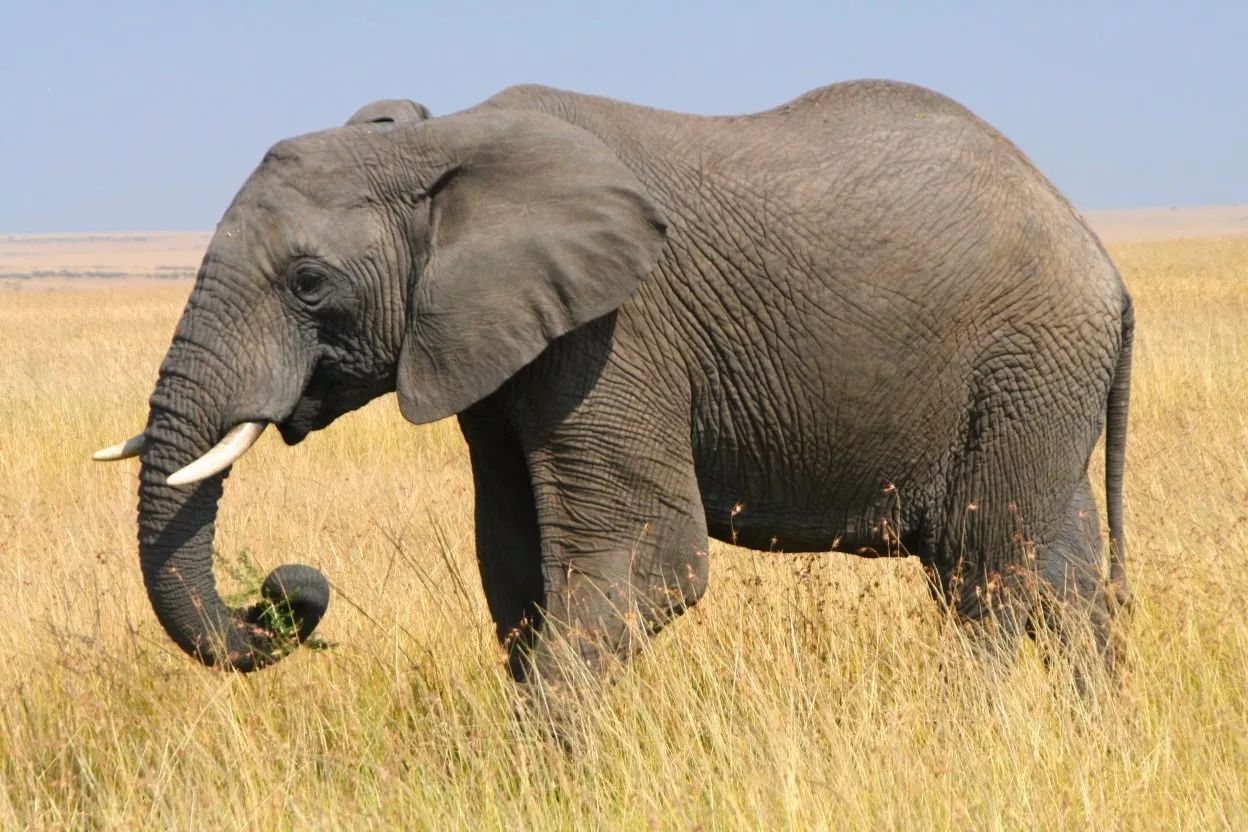 非洲象74鼻突大象的鼻子是它们的手,吃饭,喝水,打架样样都用得上