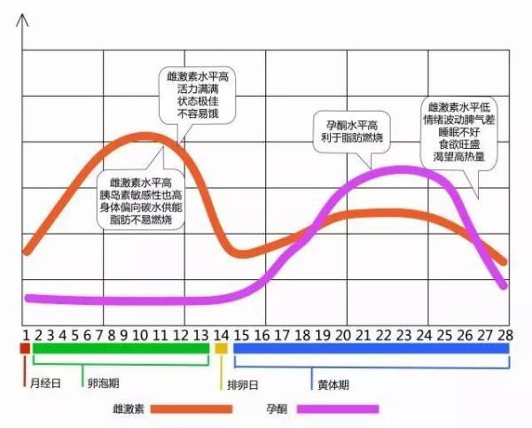 时尚 正文  科普时间 生理周期可以被分为两个阶段:卵泡期和黄体期