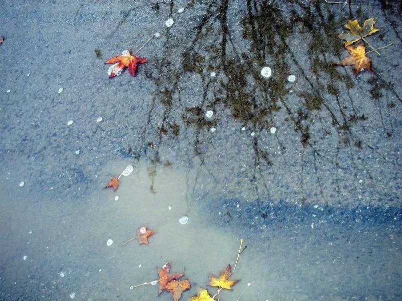 萧萧几叶风兼雨