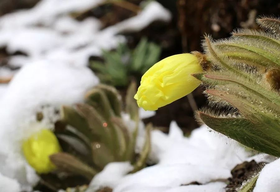 【万华国际 漫·拍】高原上的雪中之花