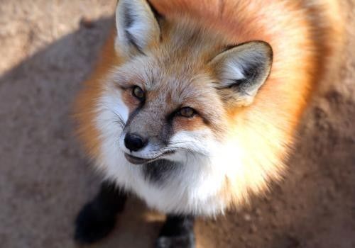 据了解,赤狐是经济物种,民间并没有禁止饲养.