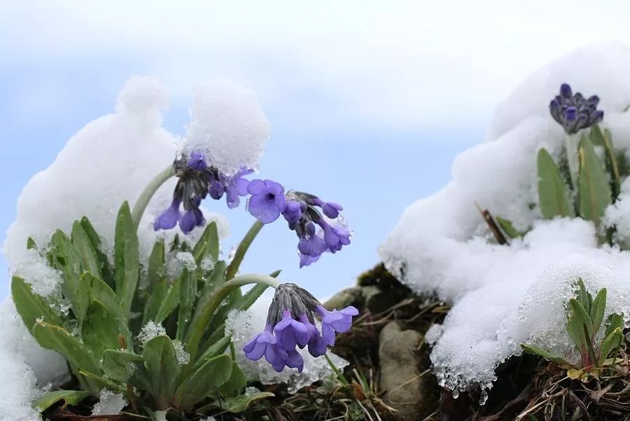 【万华国际 漫·拍】高原上的雪中之花