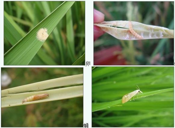 水稻三化螟综合防治技术