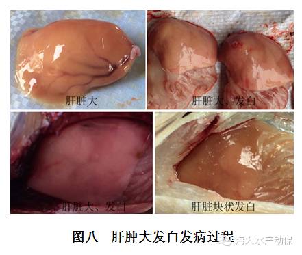 鱼类脂肪肝的严重程度与肝细胞发生脂肪变性的比例相关.