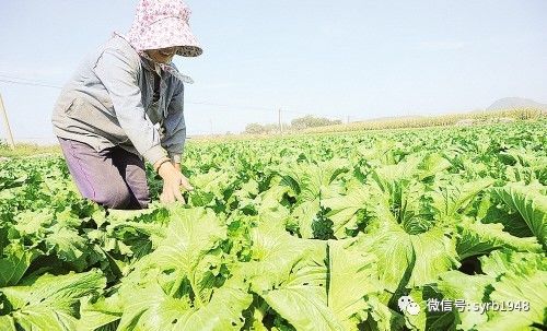 白菜萝卜大葱上市了,沈阳人可以放心买秋菜啦!全市合格率达到了100%