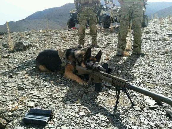 军犬,警犬是执行军事和警事任务的犬种.