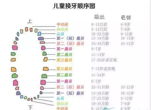 孩子乳牙掉了别再傻傻丢了,储存下来可救命!