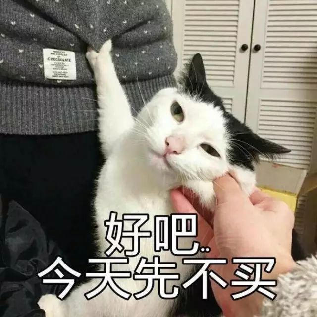 你连表情包里猫的名字都不知道,还敢说爱猫?