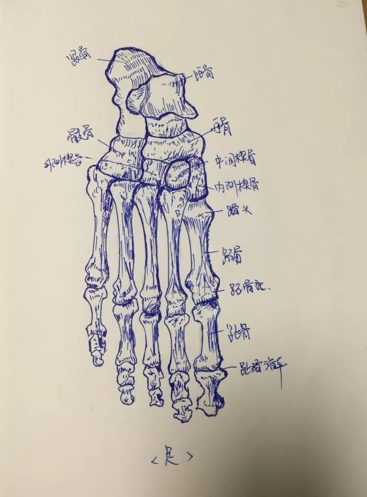 省中医人广东省中医院珠海医院美女医生手绘人体解剖图惊艳了时光