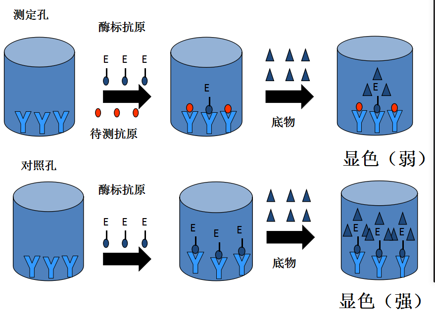 原理:竞争法elisa最为复杂,通常用于检测小分子如半抗原,激素,药物等