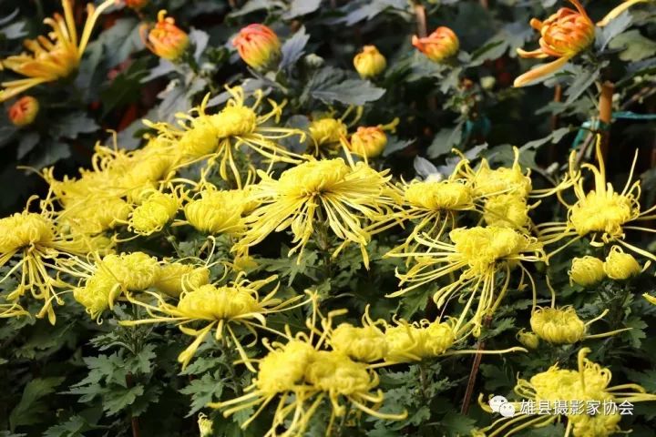 佳节赏菊时,菊园待客来