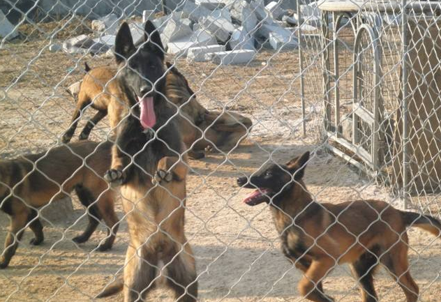 马犬匍匐前进训练方法,马犬幼犬一直叫怎么办