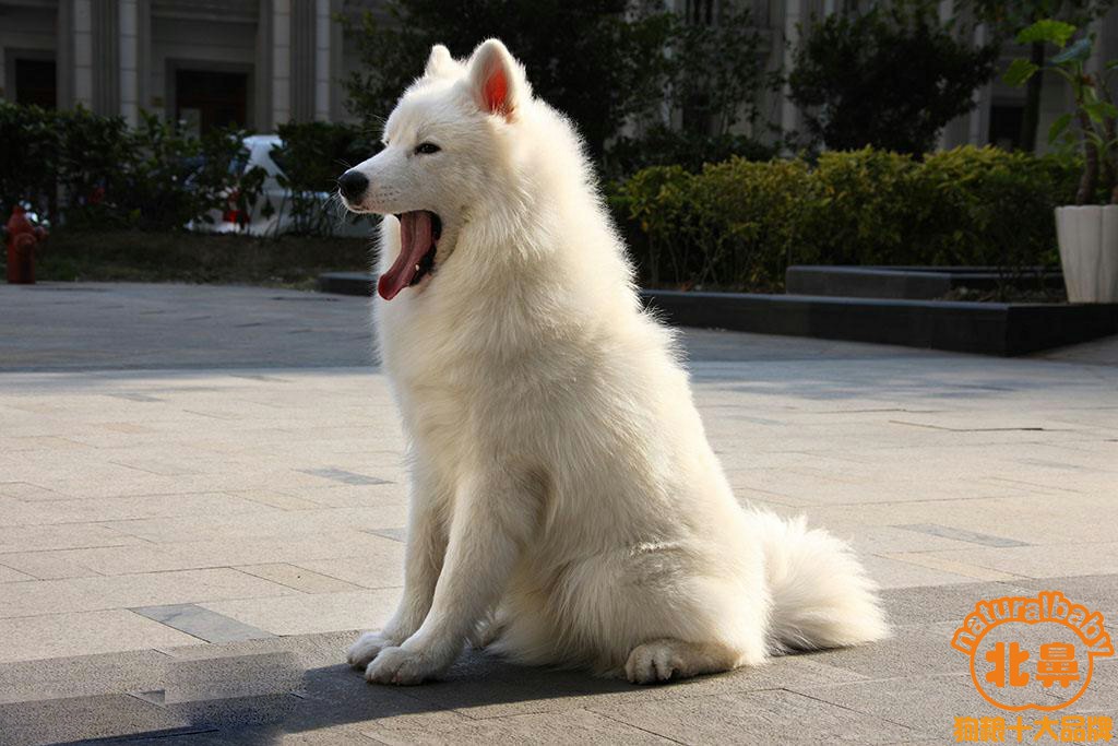 北鼻天然狗粮分享萨摩耶犬种介绍晒萨摩耶犬图片解读萨摩耶犬好养吗