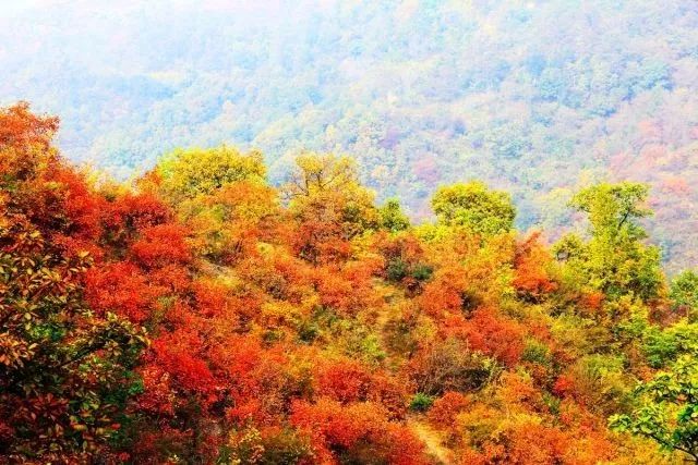 万花都落尽,一树红叶烧丨赏秋何必去北京香山,西安已经"红"了!