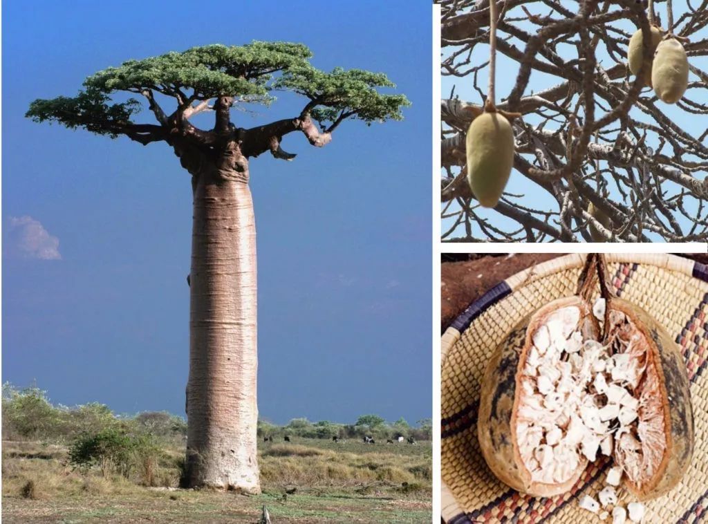 旅游 正文  猴面包树是非洲的圣树,它们生命力顽强而且非常长寿,即使