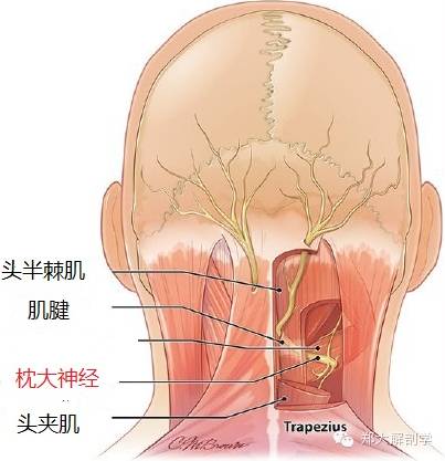 先斜向后内上 穿过头半棘肌,斜向外上,神经干与后正中线的夹角为40