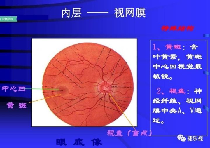 【视光知识】眼球解剖及眼科护理常规课件