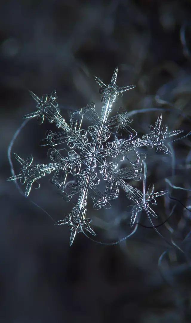 深灰的背景更是凸显雪花的美丽 也可以看到雪花不同角度的形状