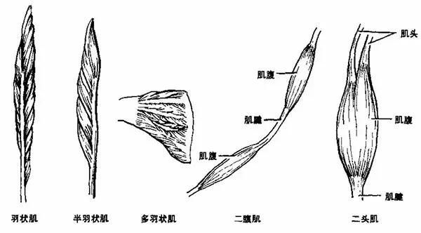 最后根据肌纤维排列方向还能划分出梭形肌,多羽状肌,羽状肌,半羽肌等