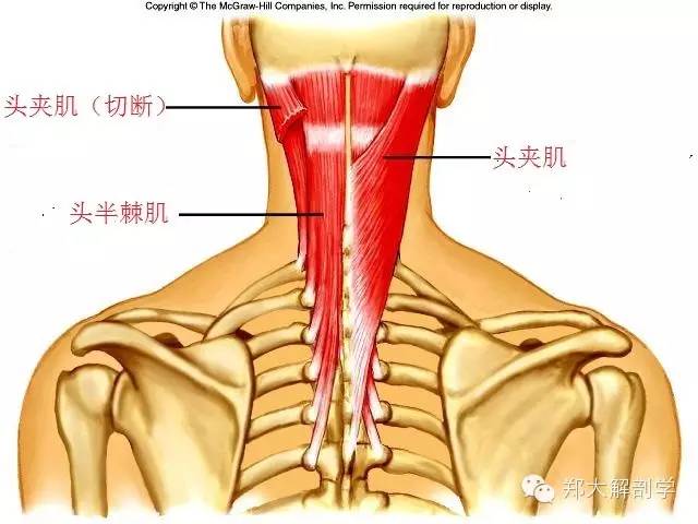 第2 颈神经后支(枕大神经体表定位)