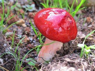 八月炸:陕南秦岭深山的珍品野生红菌 大自然馈赠的我们的天然佳品