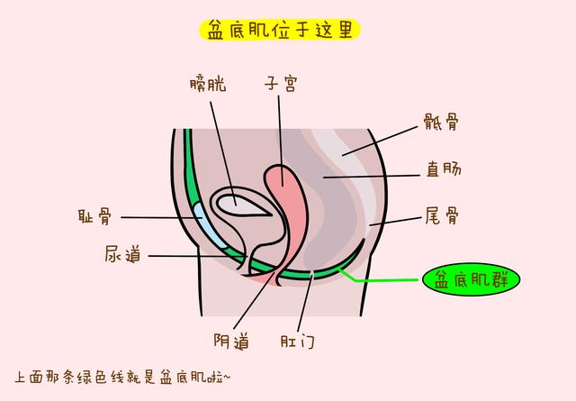 它由耻骨阴道肌,耻骨直肠肌,耻骨尾骨肌和髂尾肌组成的肛提肌群和尾骨